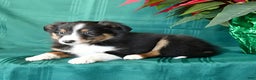 Shetland Sheepdog dogs for sale: Ken  - Ad 4