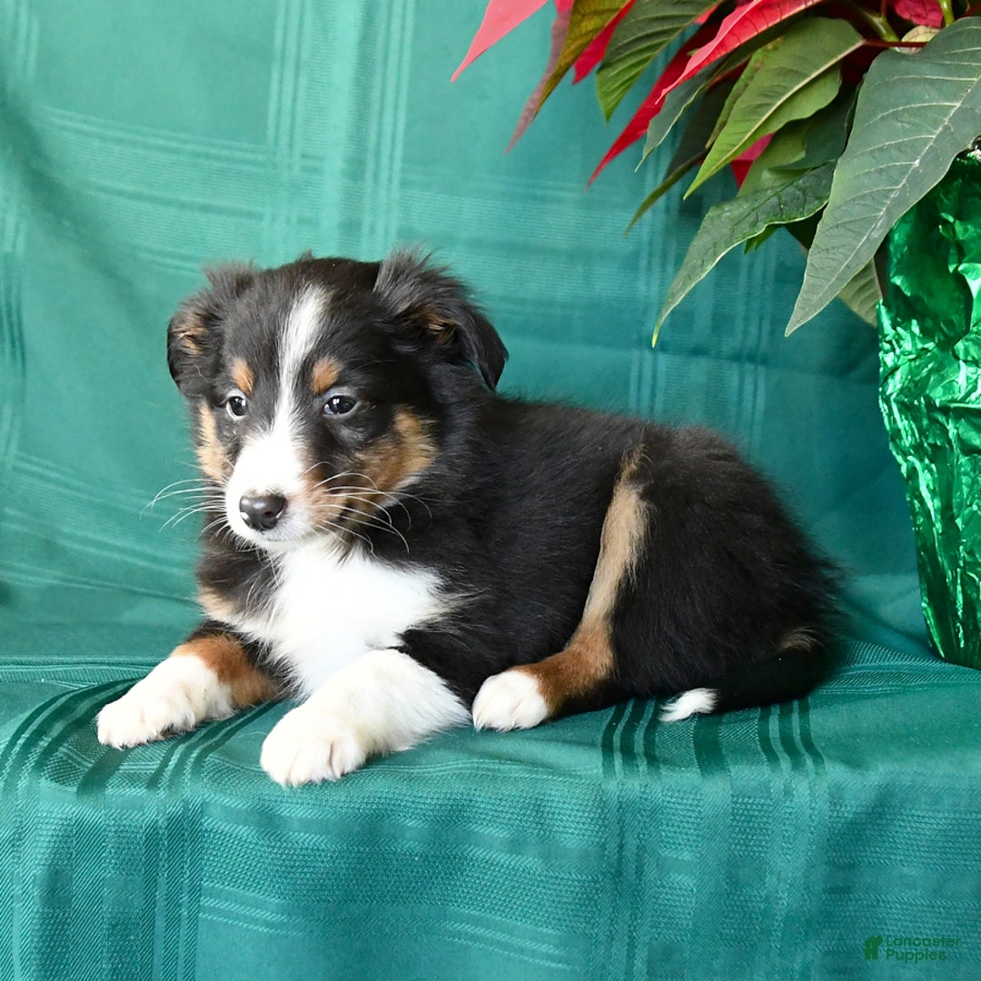 Shetland Sheepdog dogs for sale: Ken  - Ad 4