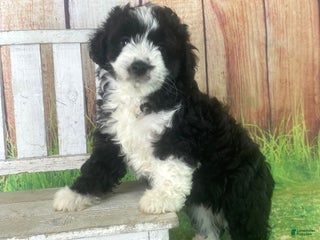 Mini Aussiedoodle dogs - Ad 12