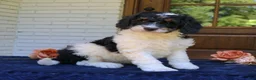 Mini Bernedoodle dogs for sale: Marshall  - Ad 4
