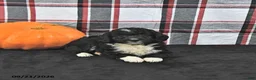 Mini Aussiedoodle dogs for sale: Dusty - Ad 3