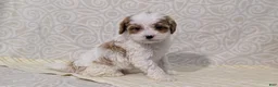 Cavapoo dogs for sale: Brody - Ad 2