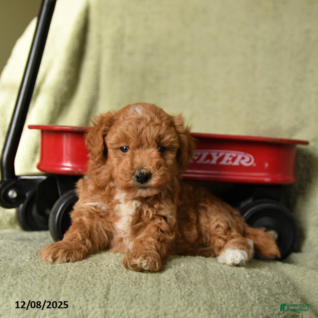 Havapoo dogs for sale: Lightning - Ad 4