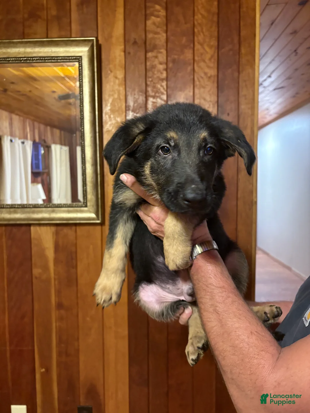 German Shepherd dogs for sale: Nala - Ad 2