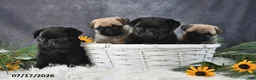 Pug dogs for sale: Kash - Ad 3