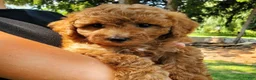 Mini Goldendoodle dogs for sale: Marly - Ad 9