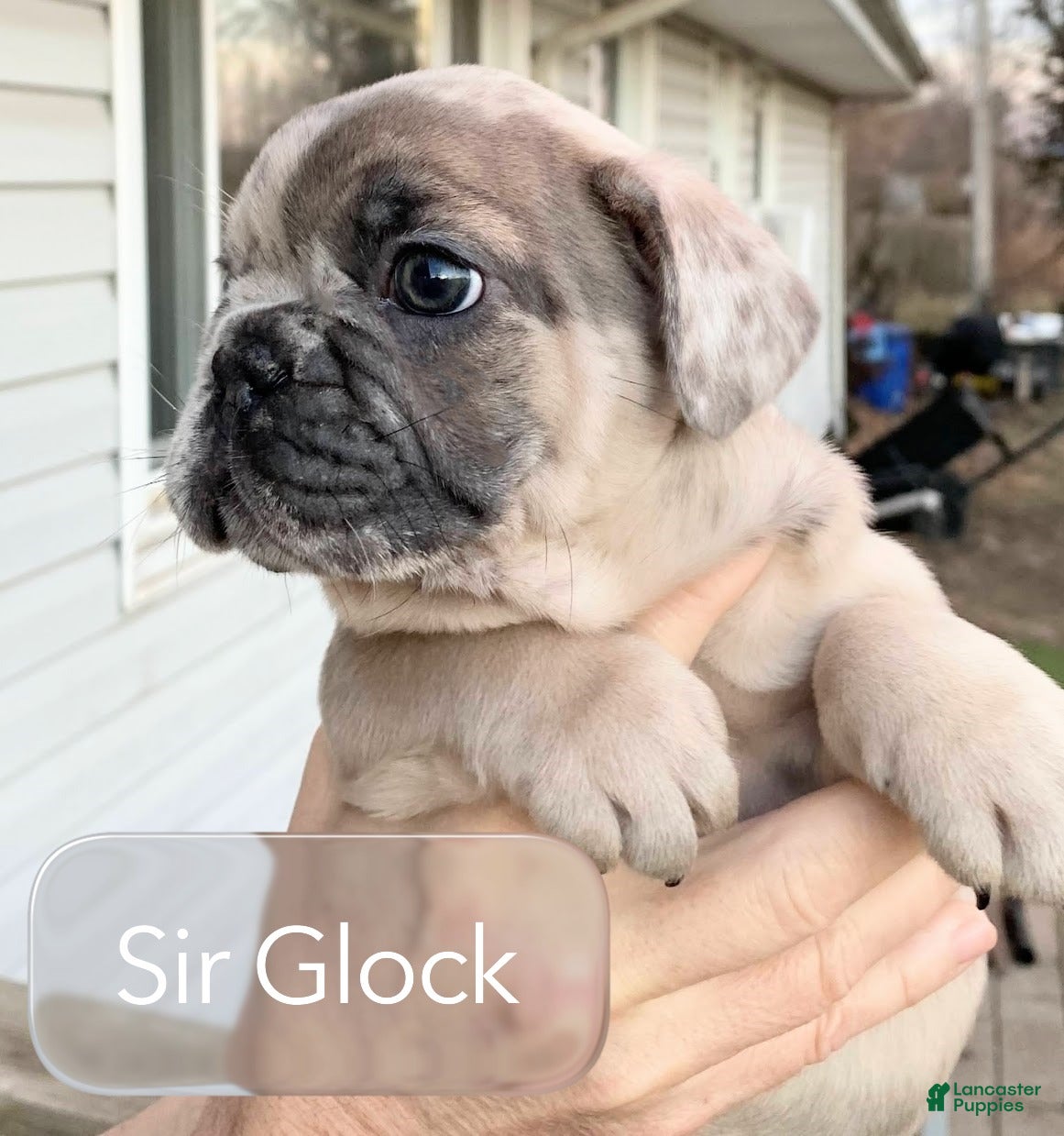 French Bulldog dogs Sir Glock of House of Hepley - Ad 8