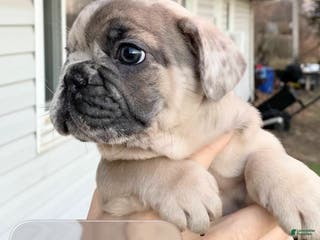 French Bulldog dogs Sir Glock of House of Hepley - Ad 8