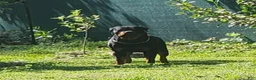 Rottweiler dogs for sale: Rottweiler 1 - Ad 21
