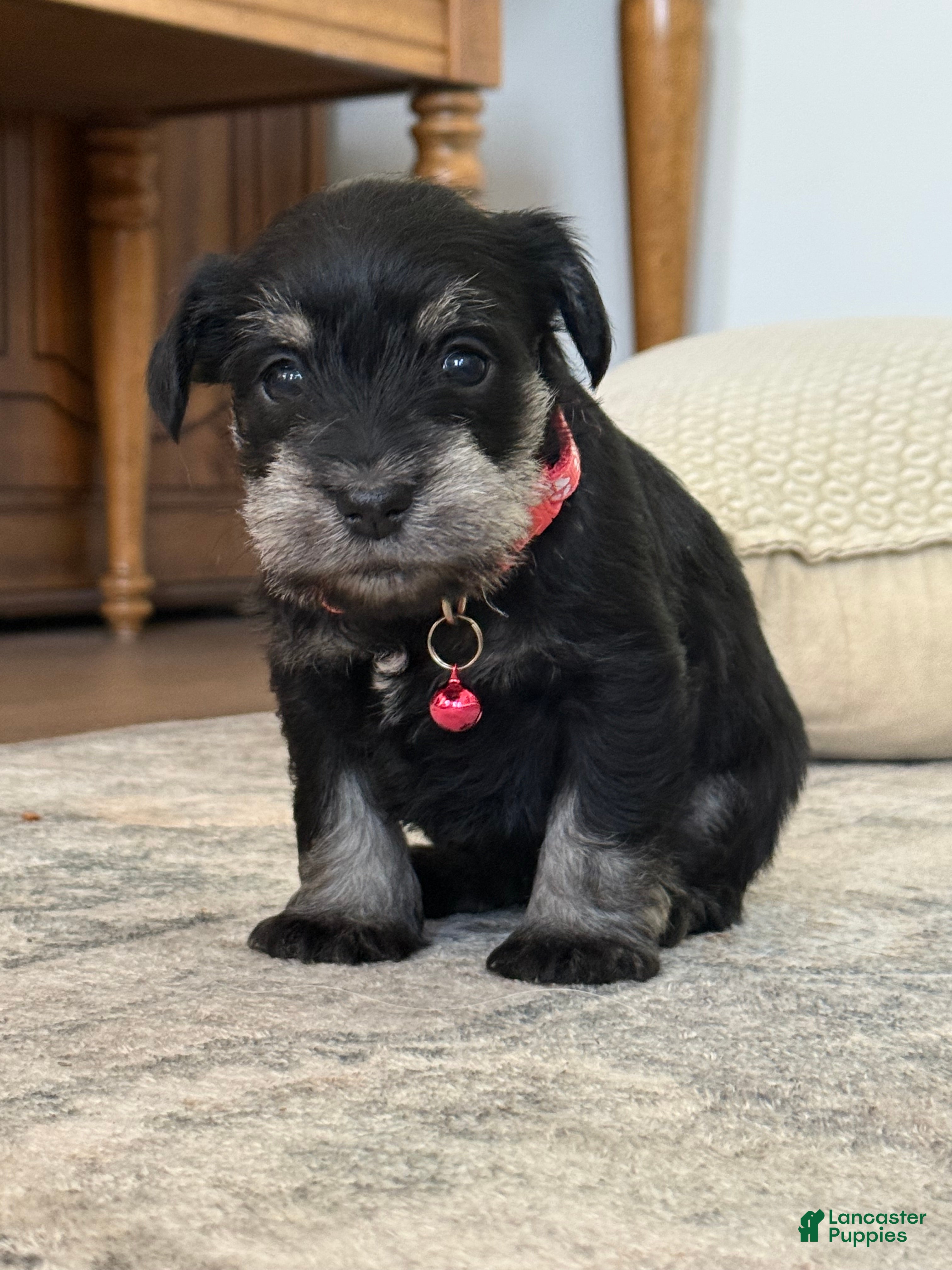 Miniature Schnauzer (Miniature Schnauzer, Female) in Concord, NC
