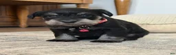 Miniature Schnauzer dogs for sale: Miniature Schnauzer 3 - Ad 1