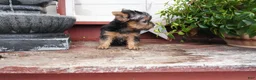 Yorkshire Terrier dogs for sale: Carrie  - Ad 3