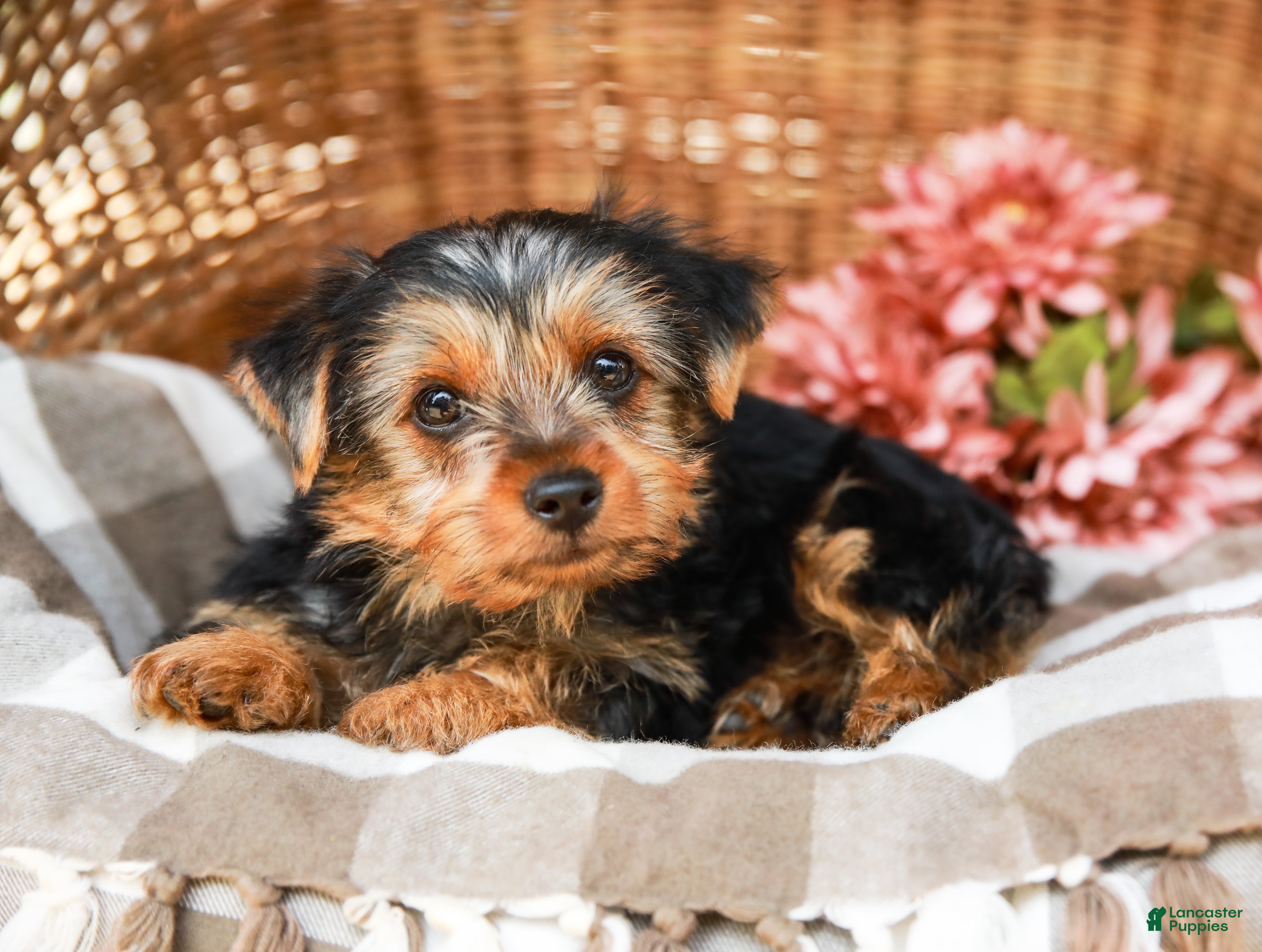 Yorkshire Terrier dogs Mack - Ad 2