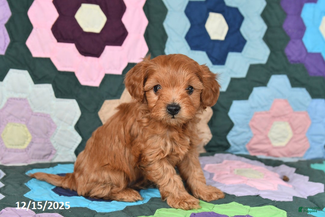 Mixed Breed dogs for sale: Jeff - Ad 2