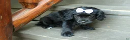 Cavapoo dogs for sale: Raya🎀 - Ad 16