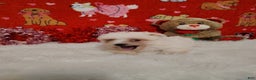 Maltese dogs for sale: June - purple - Ad 4