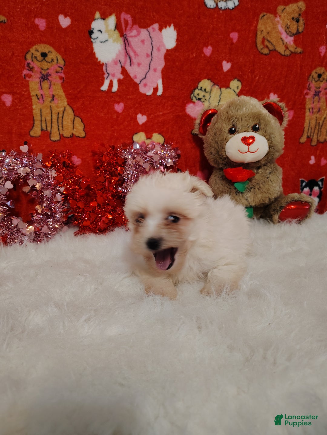 Maltese dogs for sale: June - purple - Ad 4
