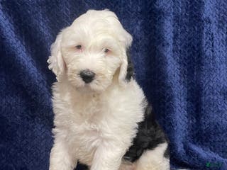 Sheepadoodle dogs Mitch - Ad 19