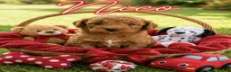 Mini Goldendoodle dogs for sale: Nico - Ad 2