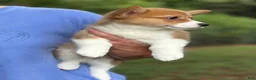 Welsh Corgi Pembroke dogs for sale: Red - Ad 3