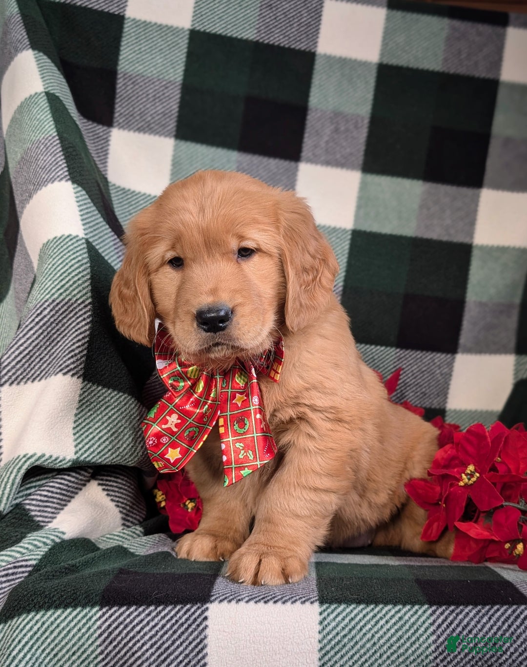 Golden Retriever dogs for sale: Bailey - Ad 6