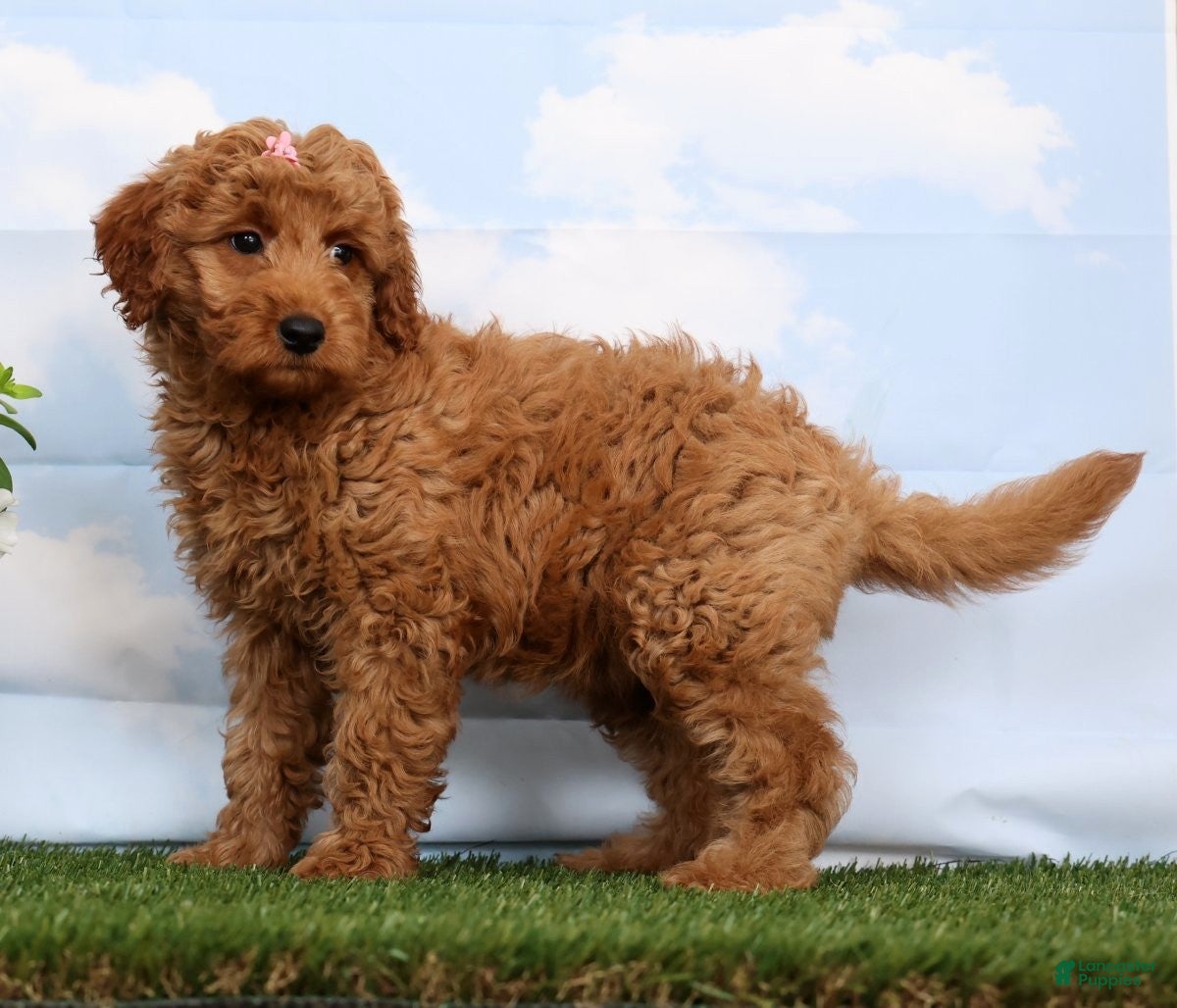 Mini Goldendoodle dogs Dior - Ad 2