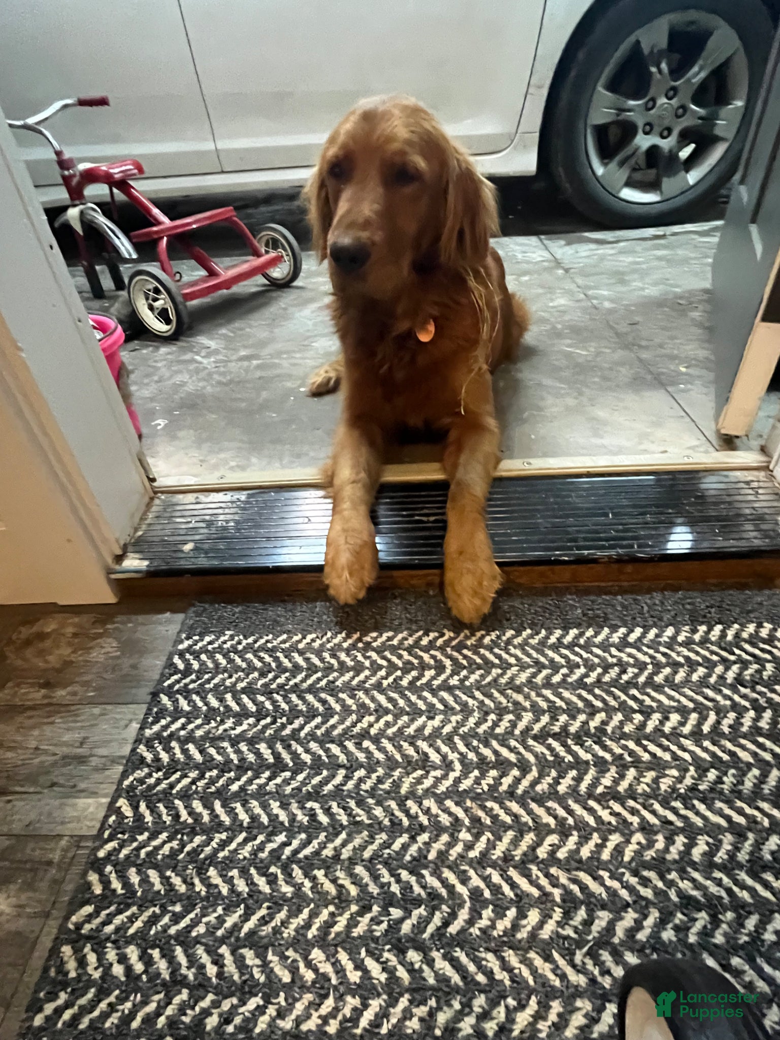 Golden Retriever dogs for sale: Jax - Ad 7
