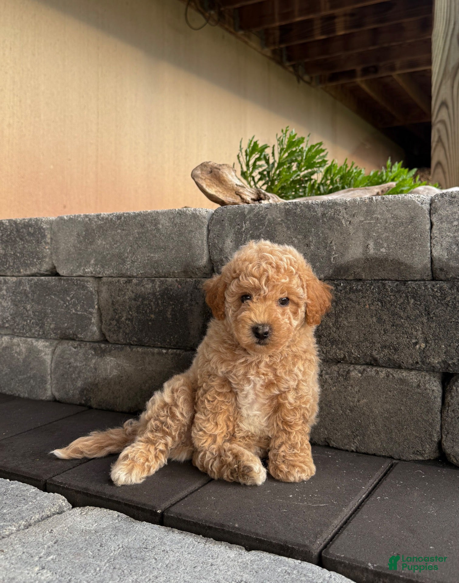 Bichpoo dogs Ollie - Ad 1