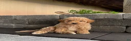 Bichpoo dogs for sale: Ollie - Ad 1