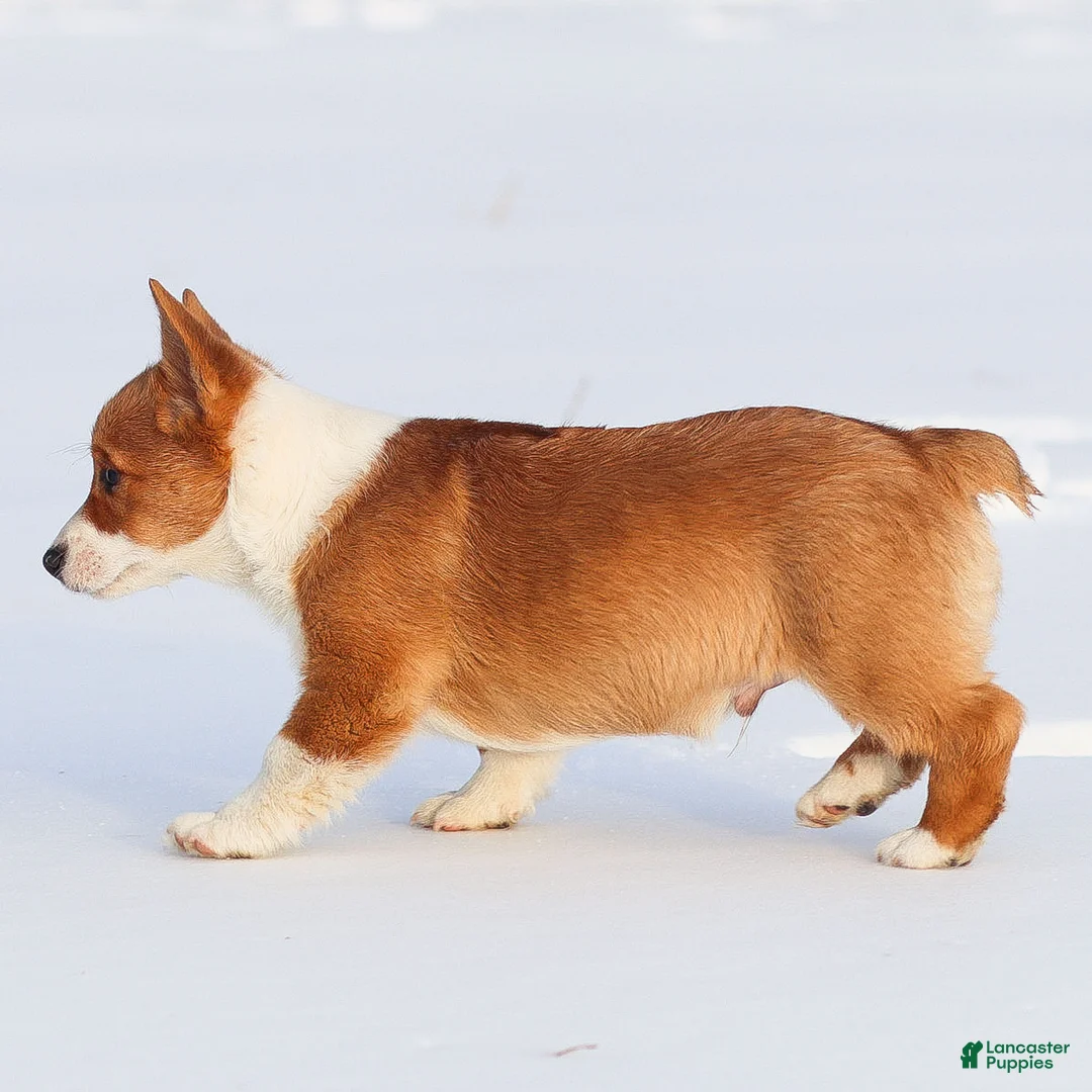 Welsh Corgi Pembroke dogs for sale: Kadin Welsh Corgi Pembroke - Ad 6