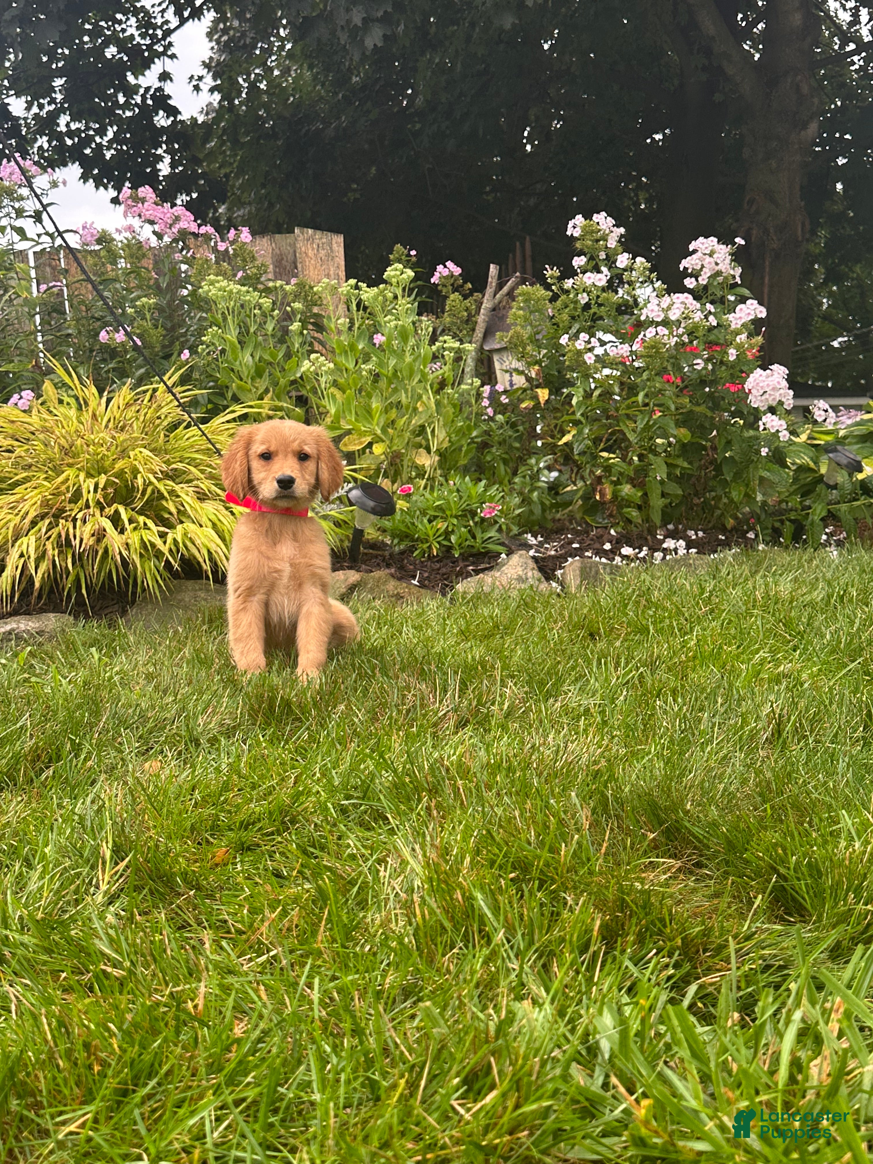 Golden Retriever dogs Golden Retriever 9 - Ad 1