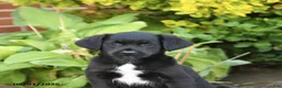 Mixed Breed dogs for sale: Lonnie - Ad 5