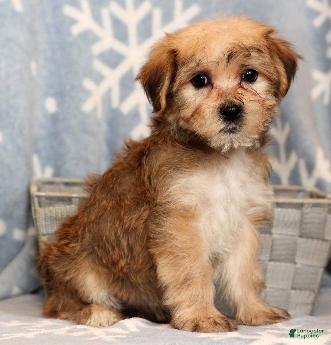 Yochon dogs for sale: Sophia - Ad 9