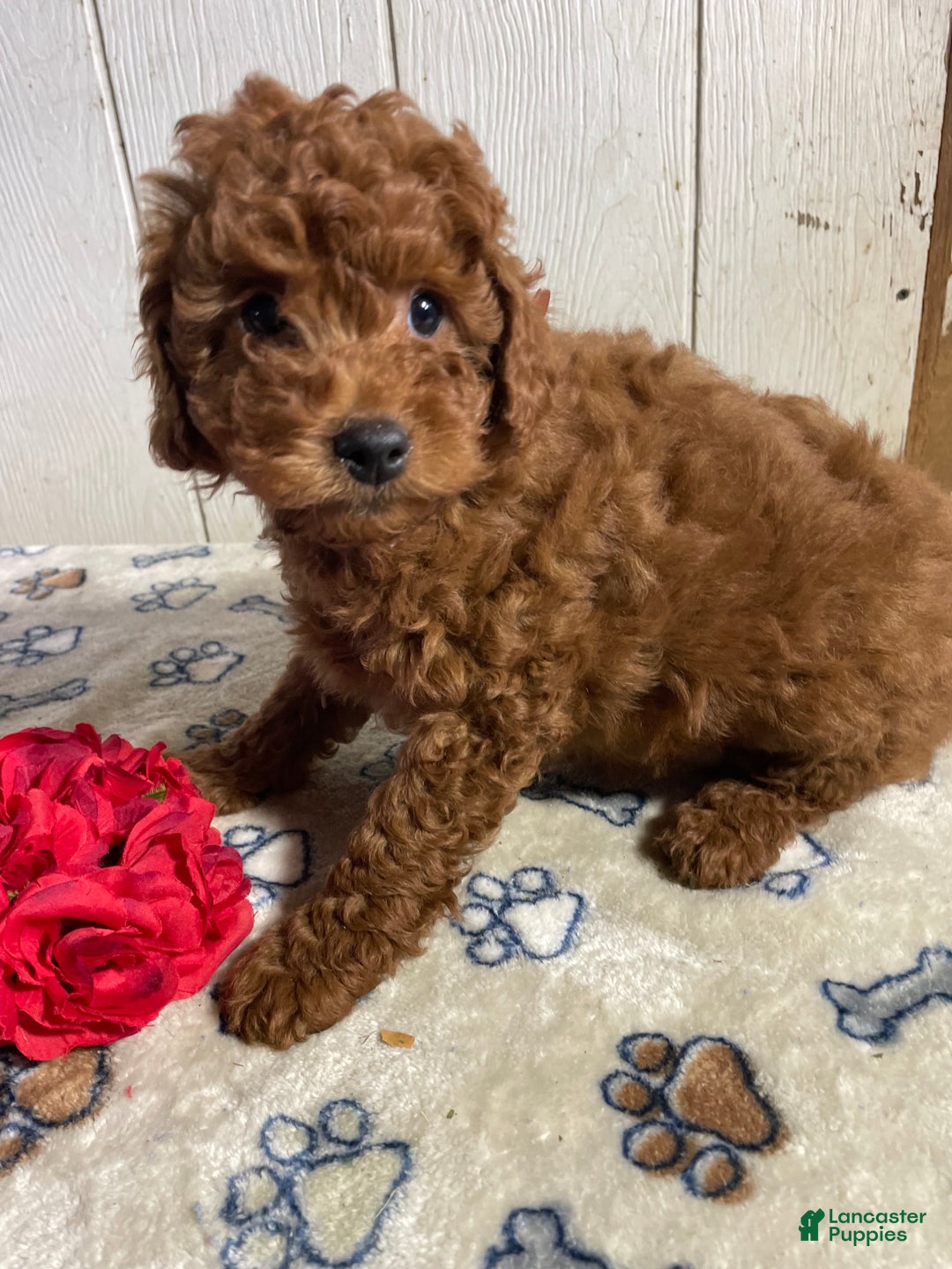 Mini Goldendoodle dogs for sale: Merv - Ad 2
