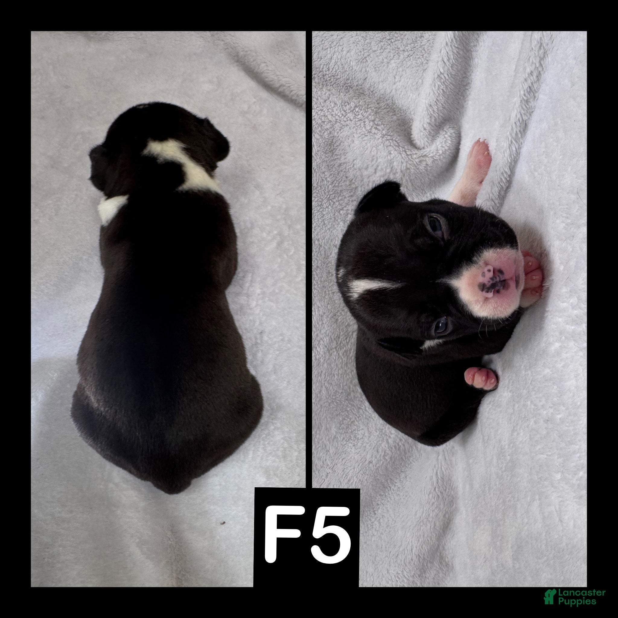American Bully dogs Female 5 - Ad 4