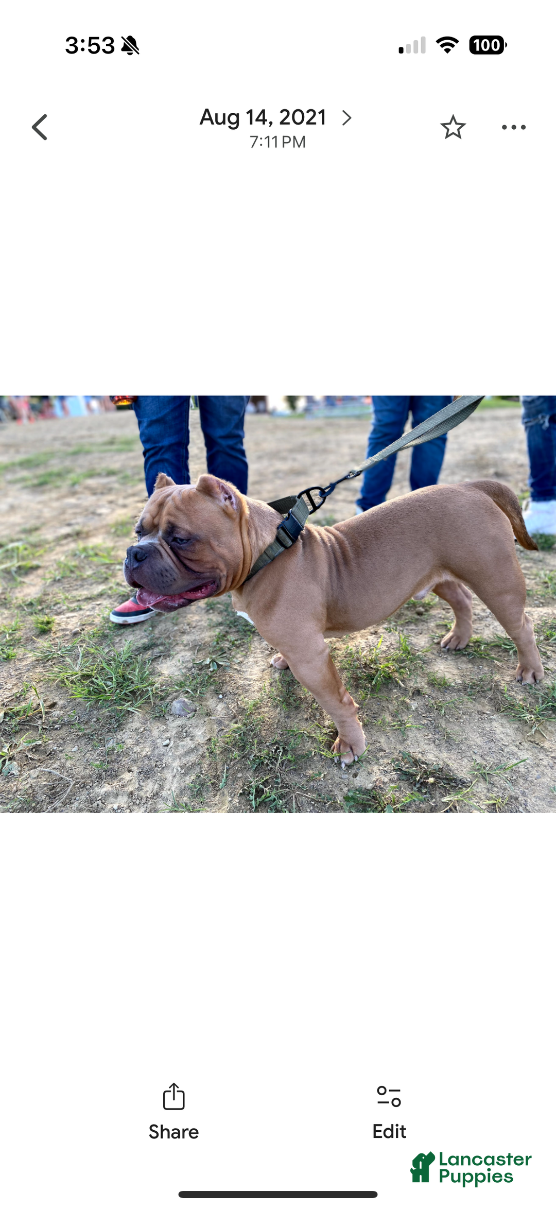 American Bully dogs for sale: Millie  - Ad 9