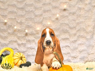 Basset Hound dogs - Ad 21