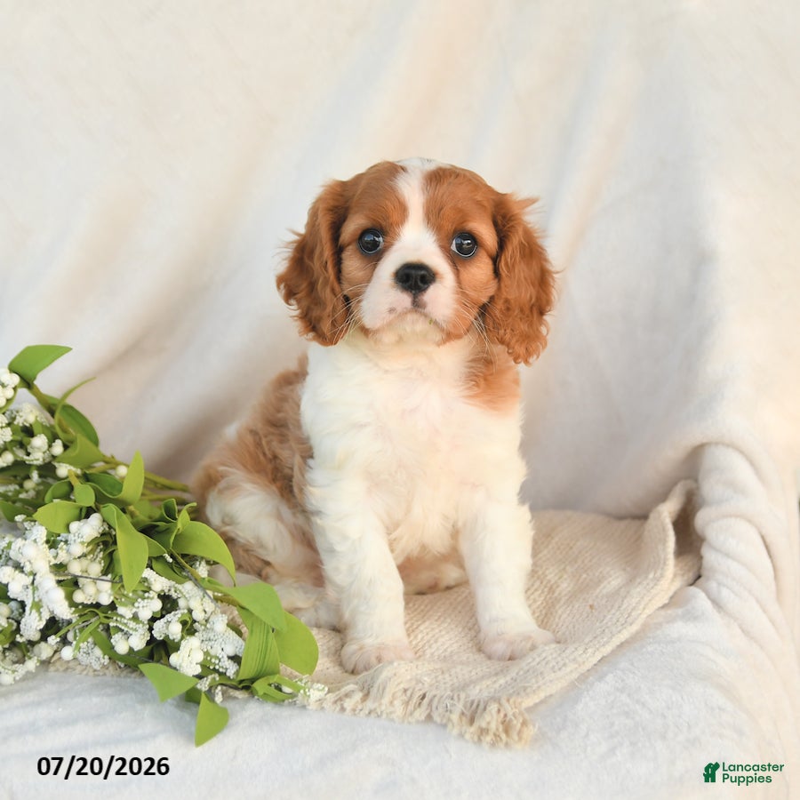 Cavalier King Charles Spaniel dogs Jasper - Ad 2
