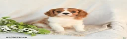 Cavalier King Charles Spaniel dogs for sale: Jasper - Ad 2