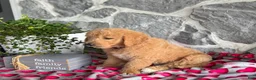 Goldendoodle dogs for sale: Nana - Ad 6