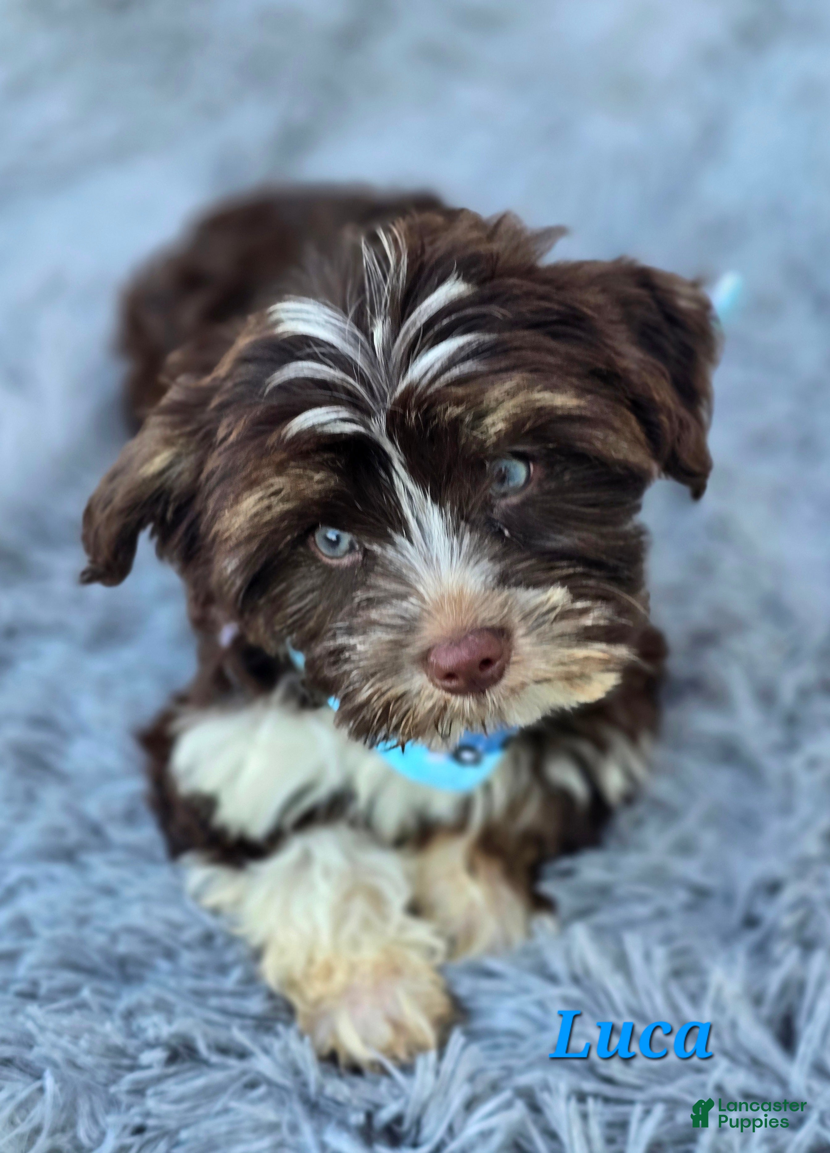 Yorkshire Terrier dogs Luca - Ad 1
