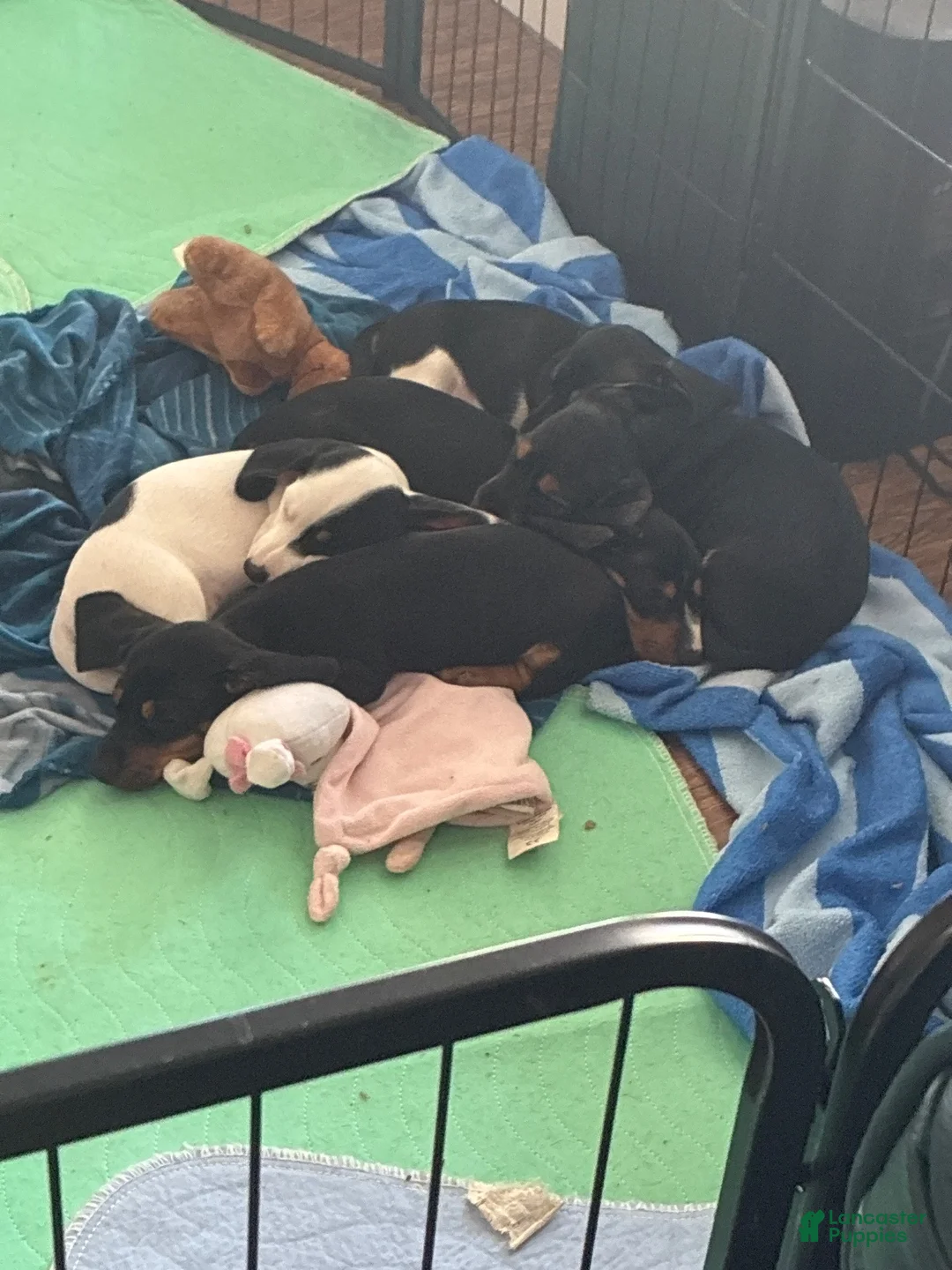 Miniature Dachshund dogs for sale: Diebels  - Ad 3