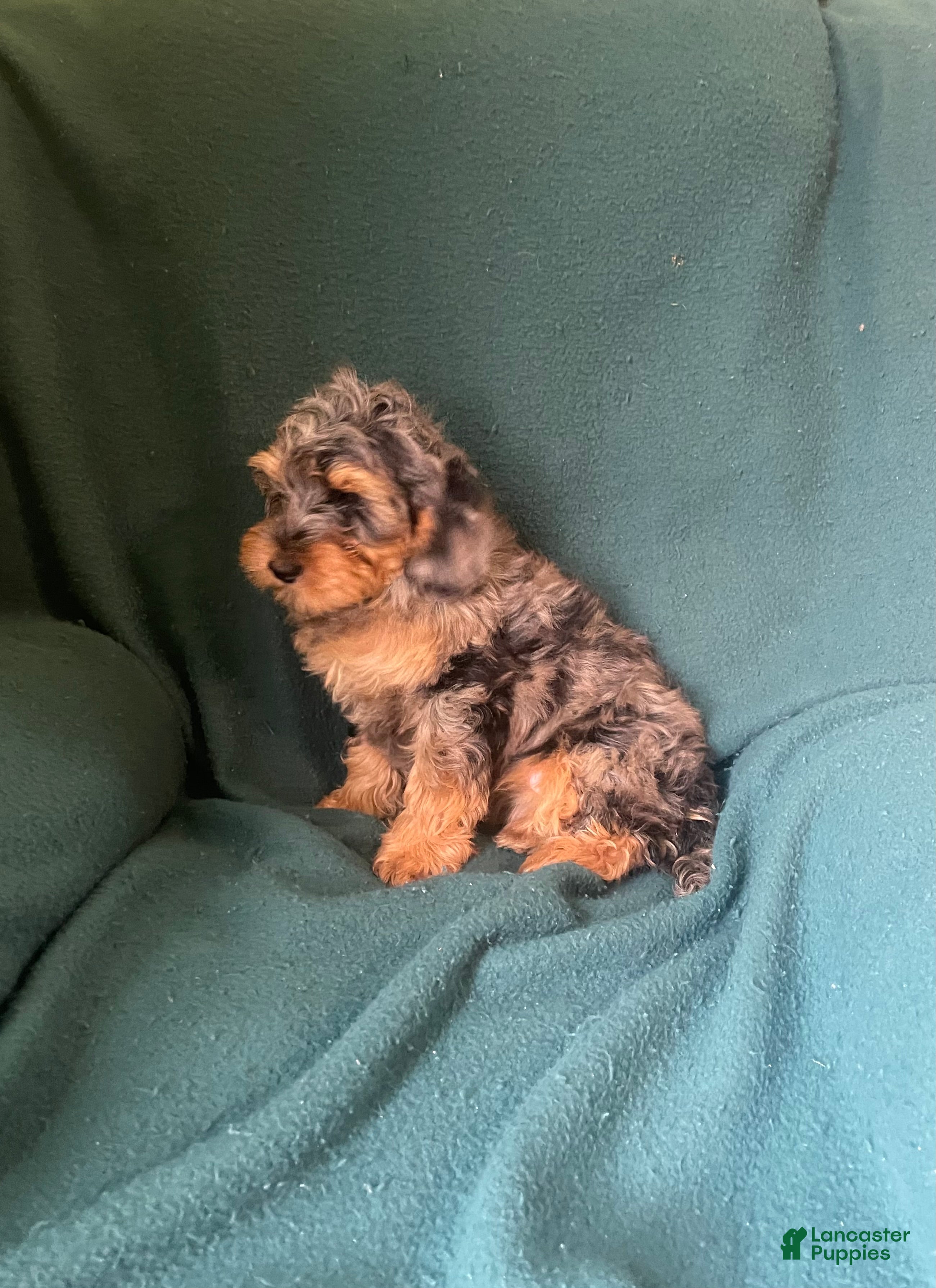 Cockapoo dogs Cockapoo 1 - Ad 1