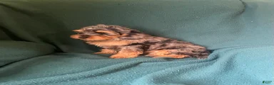 Cockapoo 1