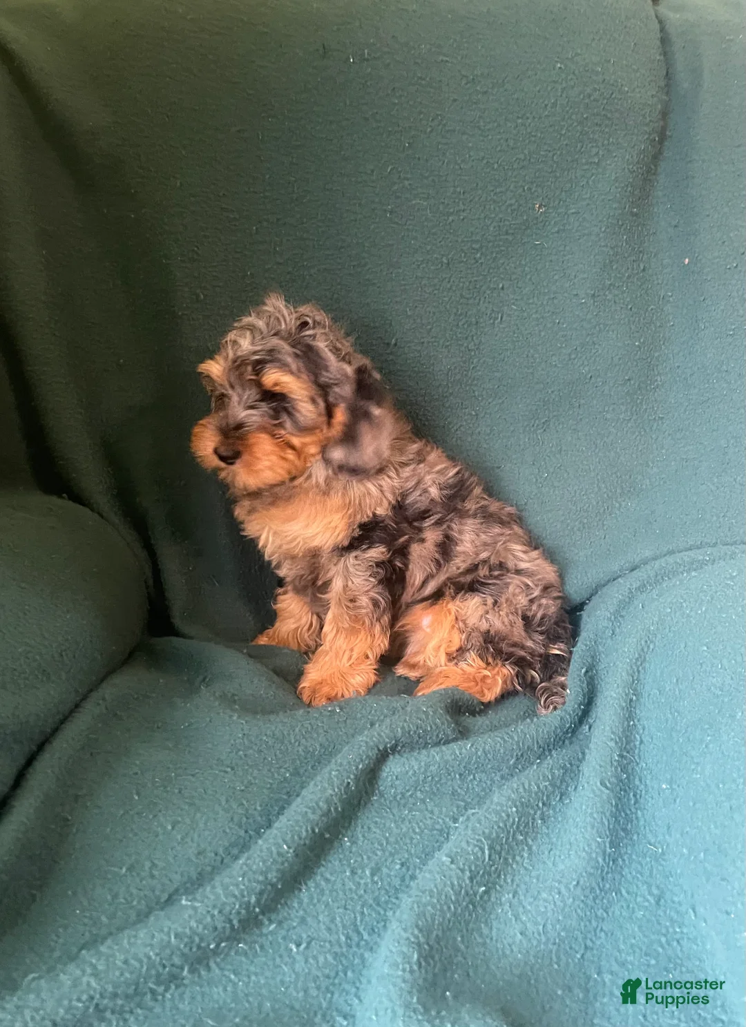 Cockapoo dogs for sale: Cockapoo 1 - Ad 1