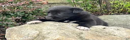 Mixed Breed dogs for sale: Gabe - Ad 3