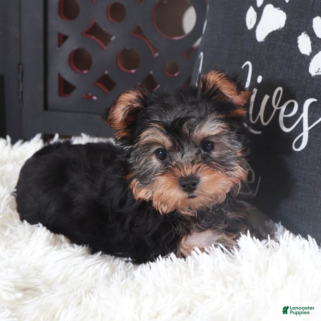 Yorkshire Terrier dogs for sale: Dallas Delightful Toy Yorkie - Ad 4