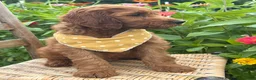 Irish Doodle dogs for sale: Olive - Ad 1