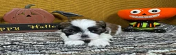 Shih Tzu dogs for sale: Shih Tzu 1 - Ad 3