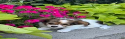 Papillon dogs for sale: Rory - Ad 4